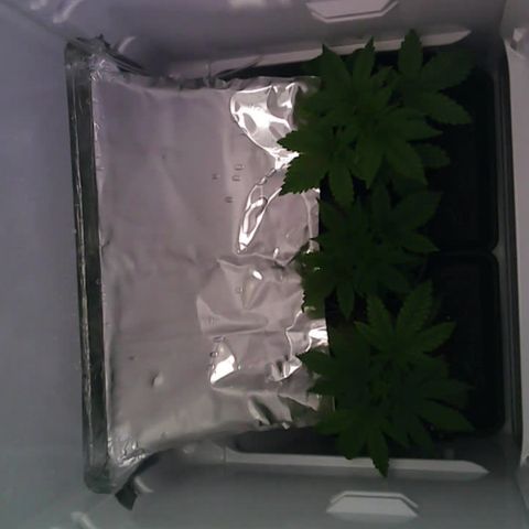Runtz growlog timeline photo