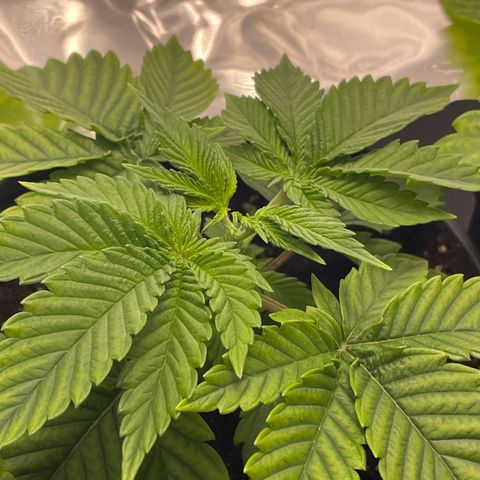 Lava Cake growlog photo: getoppt 