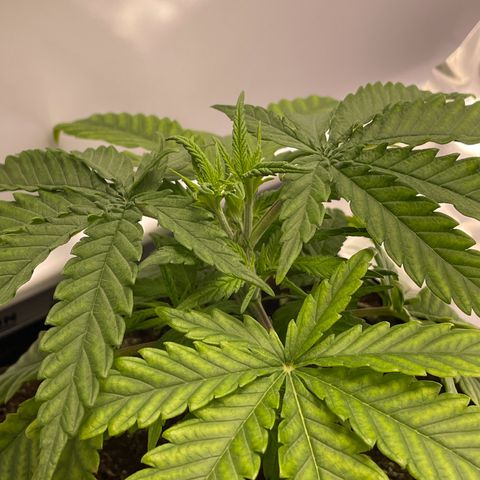 Runtz growlog photo: neue Hauptriebe nach Topping