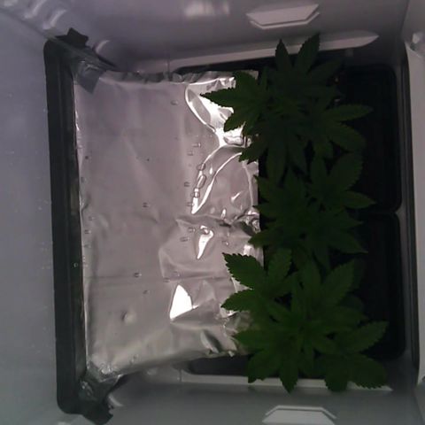 Runtz growlog timeline photo