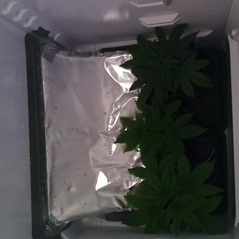 Runtz growlog timeline photo