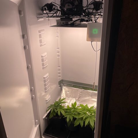 Runtz growlog timeline photo