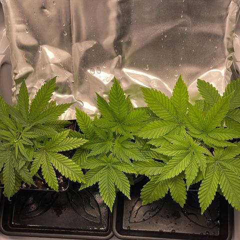 Runtz growlog timeline photo