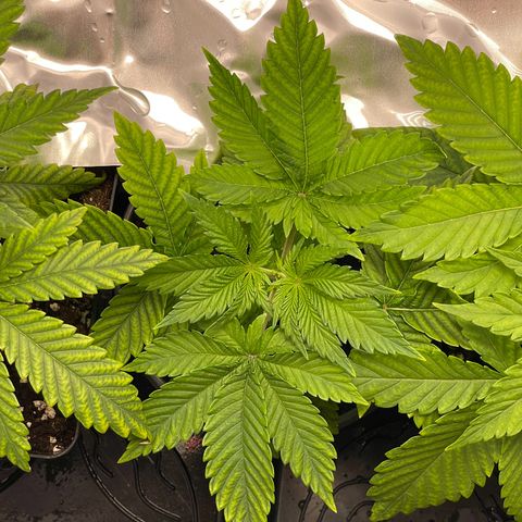 Lava Cake growlog timeline photo