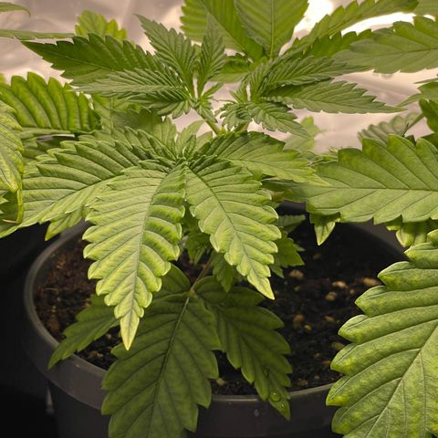 Lava Cake growlog timeline photo