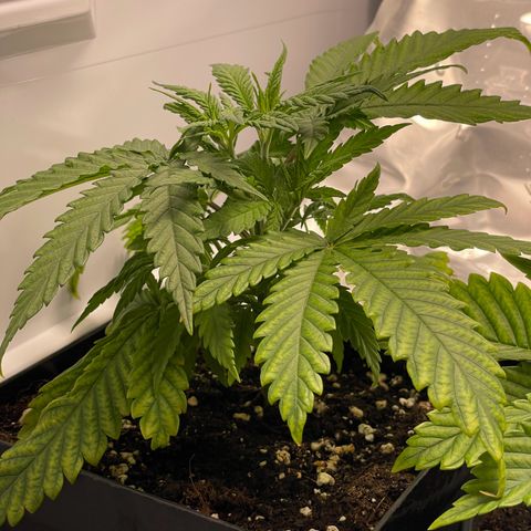 Runtz growlog timeline photo