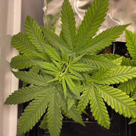 Runtz growlog timeline photo