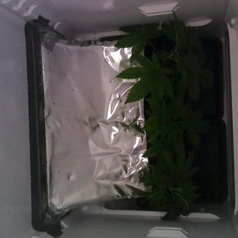 Runtz growlog photo: etwas entlaubt und LST begonnen
