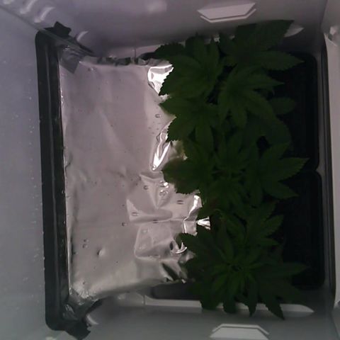 Runtz growlog photo: etwas entlaubt und LST begonnen