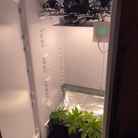 Runtz growlog timeline photo