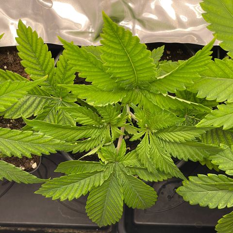 Lava Cake growlog photo: etwas entlaubt und LST begonnen 