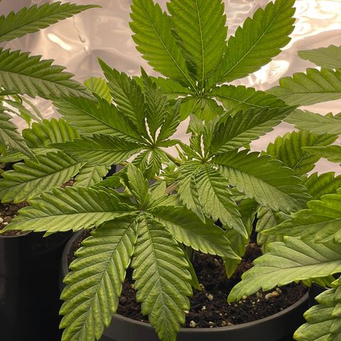 Lava Cake growlog photo: etwas entlaubt und LST begonnen 