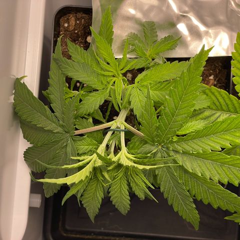 Runtz growlog photo: etwas entlaubt und LST begonnen 