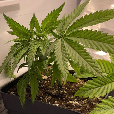 Runtz growlog photo: etwas entlaubt und LST begonnen 