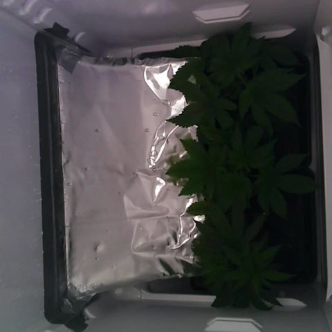 Runtz growlog timeline photo