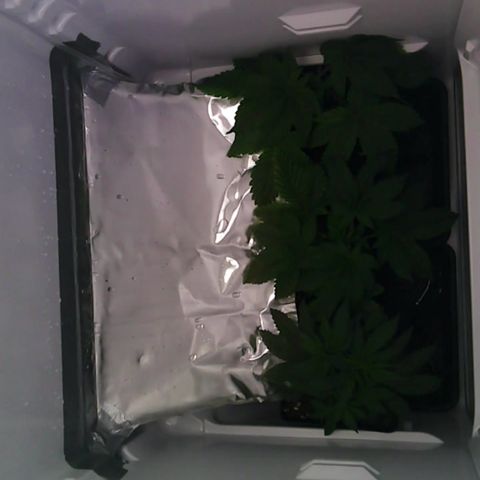 Runtz growlog timeline photo