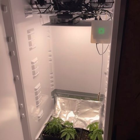 Runtz growlog timeline photo