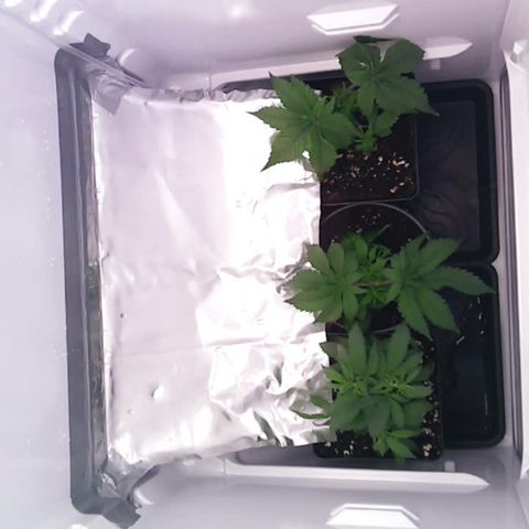 Runtz growlog timeline photo