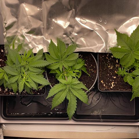 Runtz growlog timeline photo