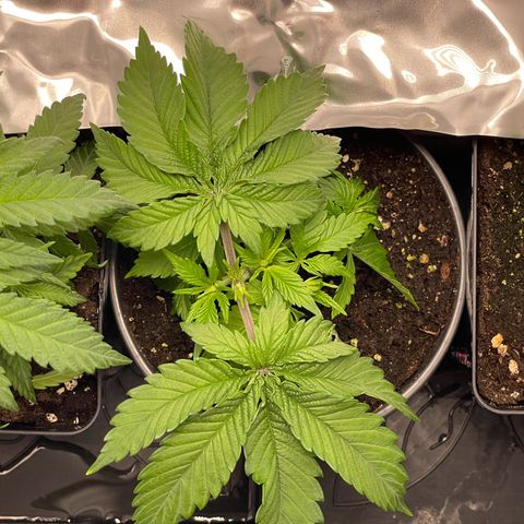 Lava Cake growlog timeline photo