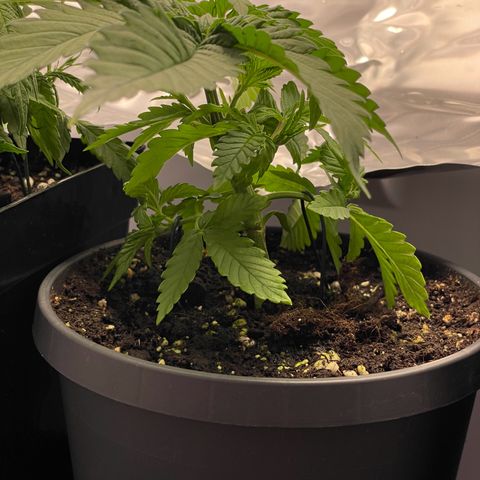 Lava Cake growlog timeline photo
