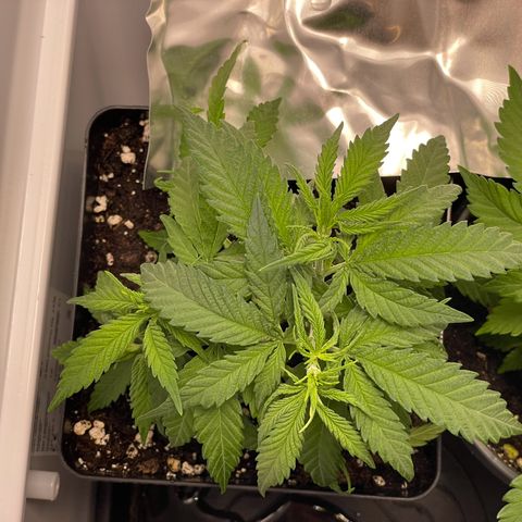 Runtz growlog timeline photo