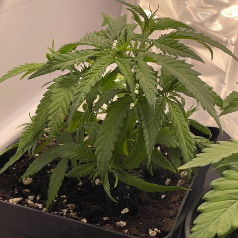 Runtz growlog timeline photo