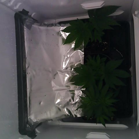 Runtz growlog timeline photo