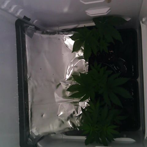Runtz growlog timeline photo