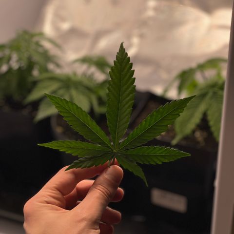 Runtz growlog timeline photo