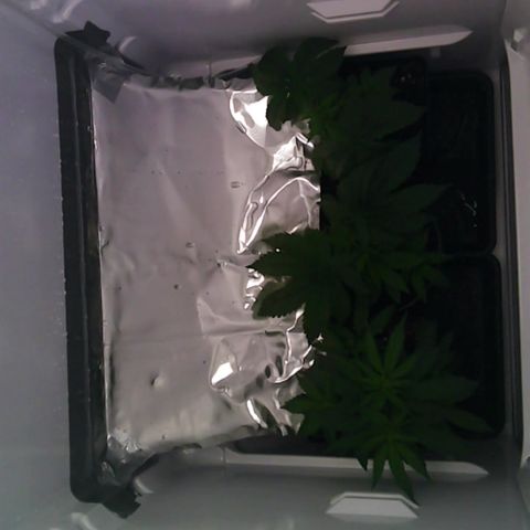 Runtz growlog timeline photo