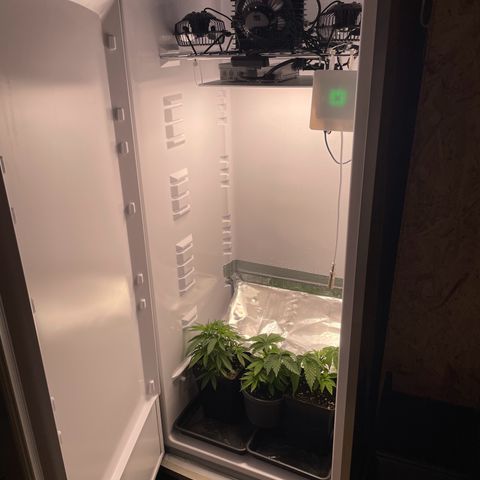 Runtz growlog timeline photo