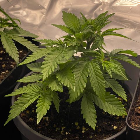 Lava Cake growlog timeline photo
