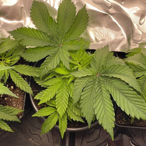 Lava Cake growlog timeline photo