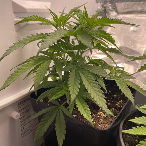 Runtz growlog timeline photo