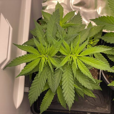 Runtz growlog timeline photo