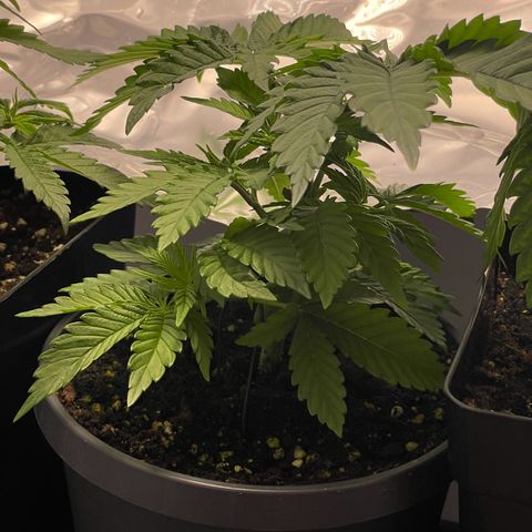Lava Cake growlog timeline photo