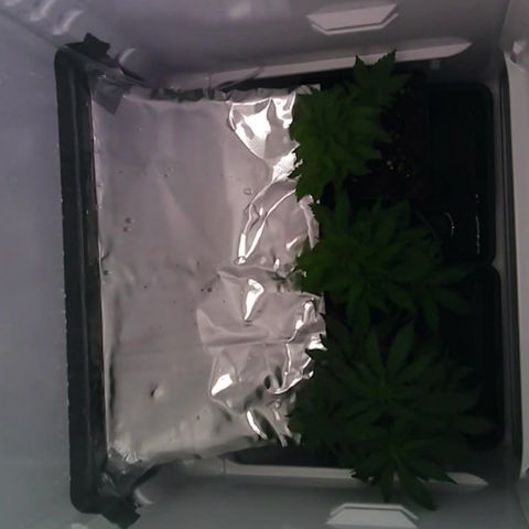 Runtz growlog timeline photo