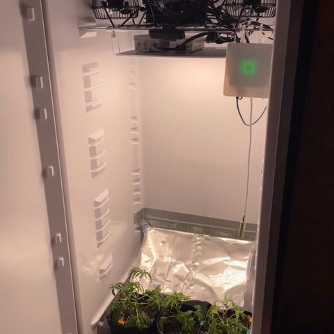 Runtz growlog timeline photo