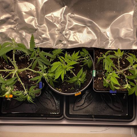 Runtz growlog timeline photo