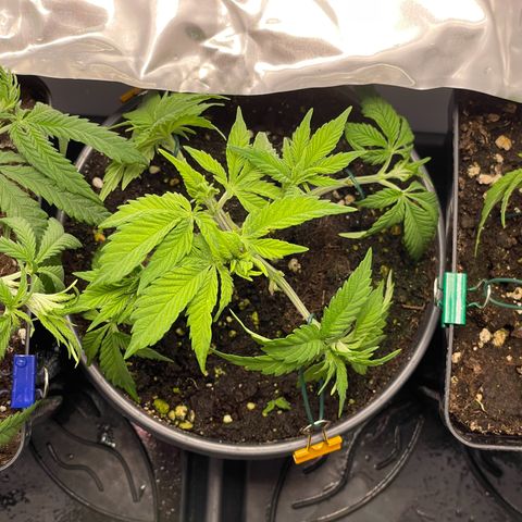 Lava Cake growlog timeline photo