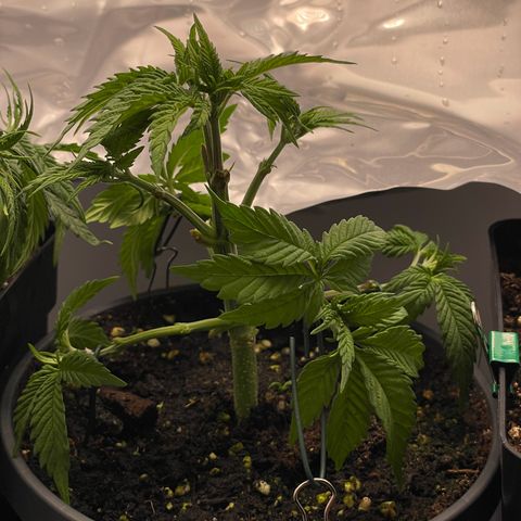 Lava Cake growlog timeline photo