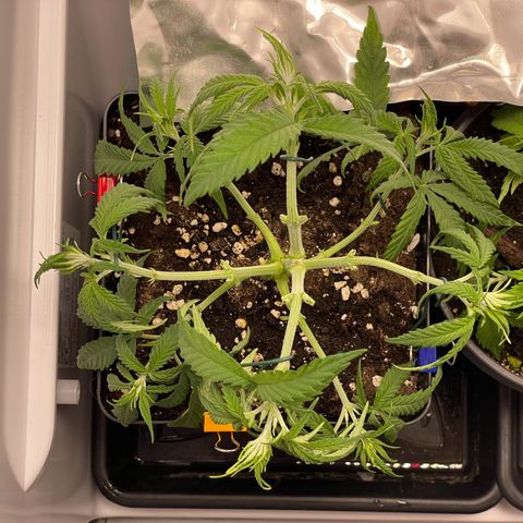 Runtz growlog timeline photo