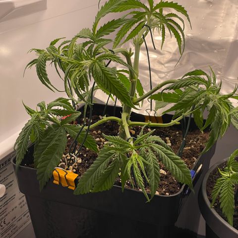 Runtz growlog timeline photo