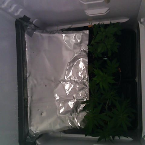 Runtz growlog timeline photo