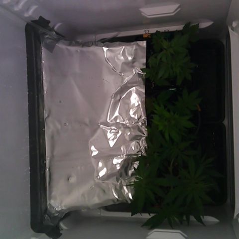 Runtz growlog timeline photo