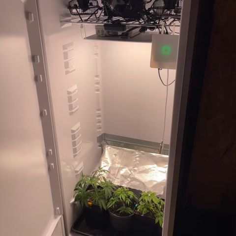 Runtz growlog timeline photo