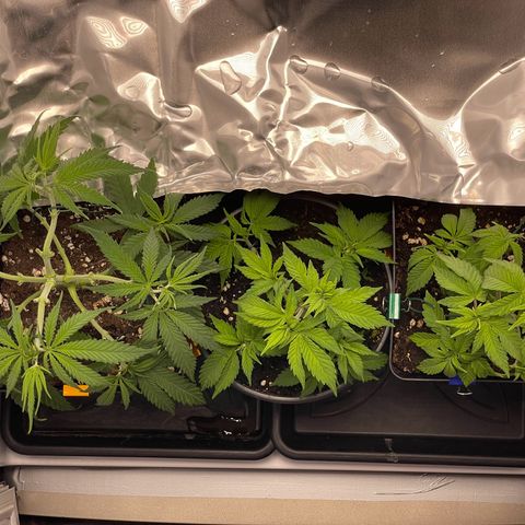 Runtz growlog timeline photo