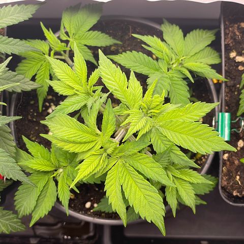 Lava Cake growlog timeline photo