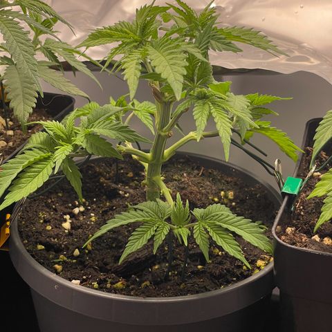 Lava Cake growlog timeline photo